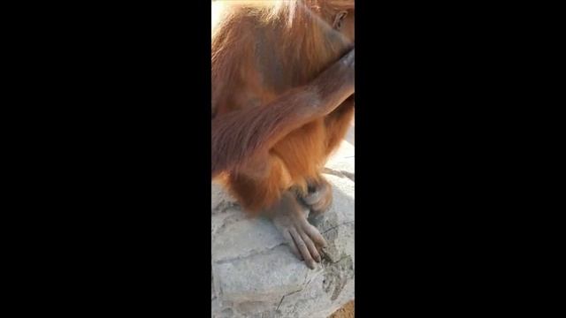 Umm Al Quwain Zoo | Wildlife Park in UAE | Places to Visit in Umm Al Quwain смотреть онлайн