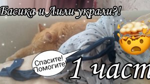 Басика и Лили украли?!😱[1 часть]