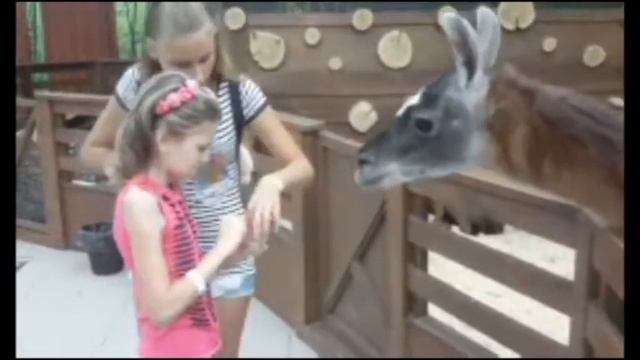 Вииии енотик ^-^ Контактный зоопарк)) смотреть онлайн