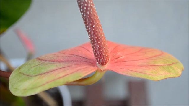 Антуриум Фламинго Пинк. Как выглядят цветы антуриума через пять месяцев смотреть онлайн