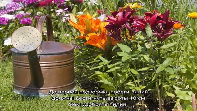 Чем подкормить лилии осенью и весной перед цветением смотреть онлайн