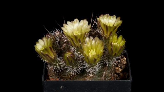 Time Lapse Echinocereus viridiflorus, USA, New Mexico, Santa Fe County (4K) смотреть онлайн