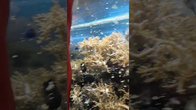 Рыбка клоун !Аквариум, рыбки !! ? смотреть онлайн