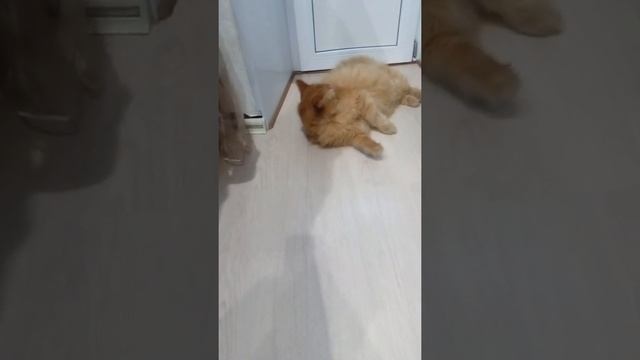 помыла пол, добавив белизну. Тоша сошел с ума. смотреть онлайн