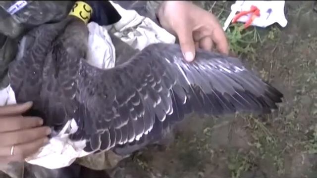 Завершение работы орнитологов в Красноселькупе смотреть онлайн