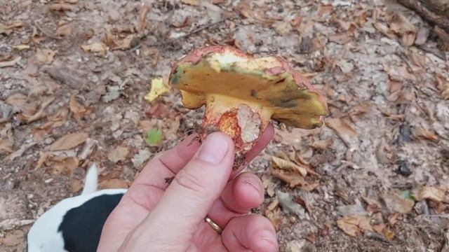 Baorangia emileorum - hríb špinavoružový , SVK, 01.10.2023 смотреть онлайн