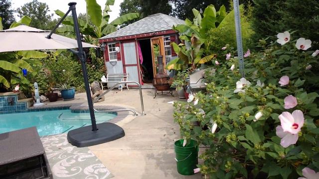 Shout out to Leroy - for two nice Banana Trees and sharing his Outdoor #Oasis смотреть онлайн