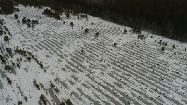 Подготовка почвы под лесовосстановление весна 2018 смотреть онлайн