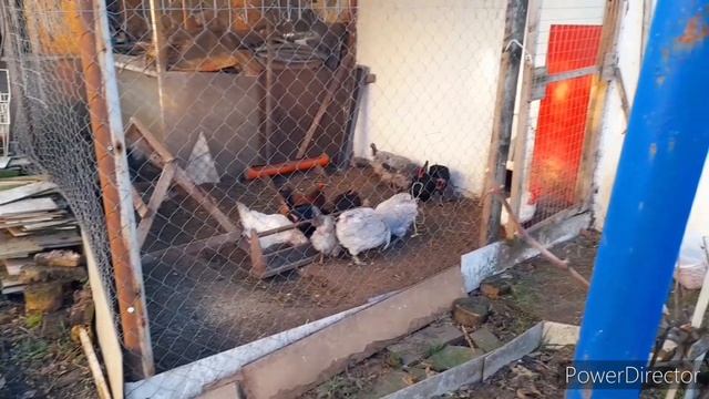 Чтобы Куры Несли Яйца и зимой и летом!//Что добавляю в мешанку для Кур несушек? смотреть онлайн