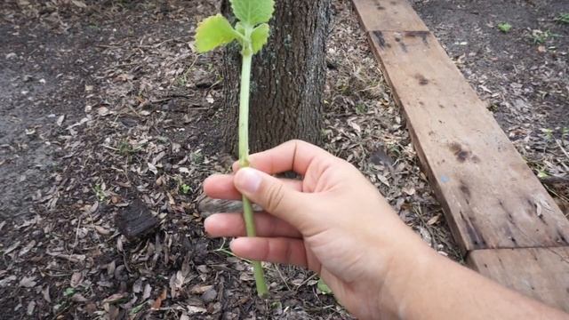 Propagating Cuban Oregano || 3 Ways смотреть онлайн