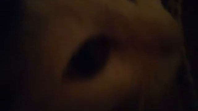 Кошка скарлетт смотреть онлайн