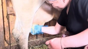 Моем вымя у коровы, которая валялась в говне!! Как мыть вымя  #marya_max