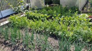 156. Обзор Дачи Огород 4 Сотки. Июнь 2023 года.