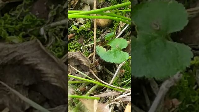 Битва Паука vs муравьев смотреть онлайн