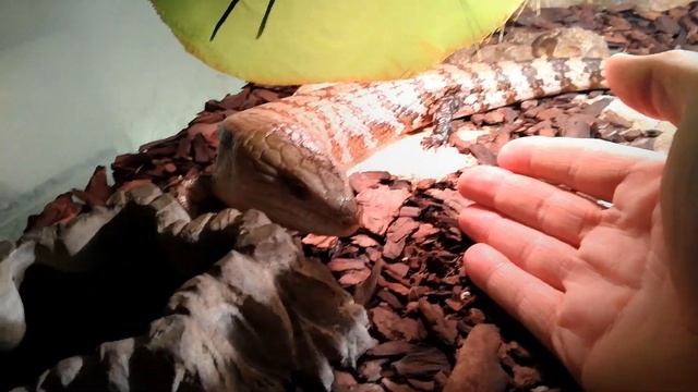 Handling AGGRESSIVE TEGU, BIG SAVANNAH MONITORS, Cute Ackies, Skinks and Geckos | Interacting смотреть онлайн