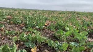 Рапс озимый. Ранний посев и засуха.