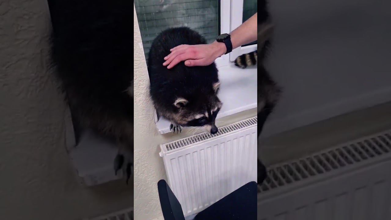 ▷Енотики лезут ко мне в карман◁ смотреть онлайн