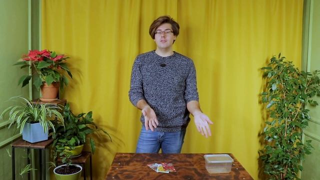 Как правильно посеять землянику зимой? смотреть онлайн