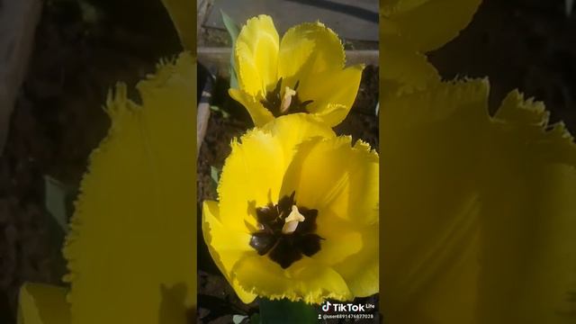 Цветочное созвездие смотреть онлайн