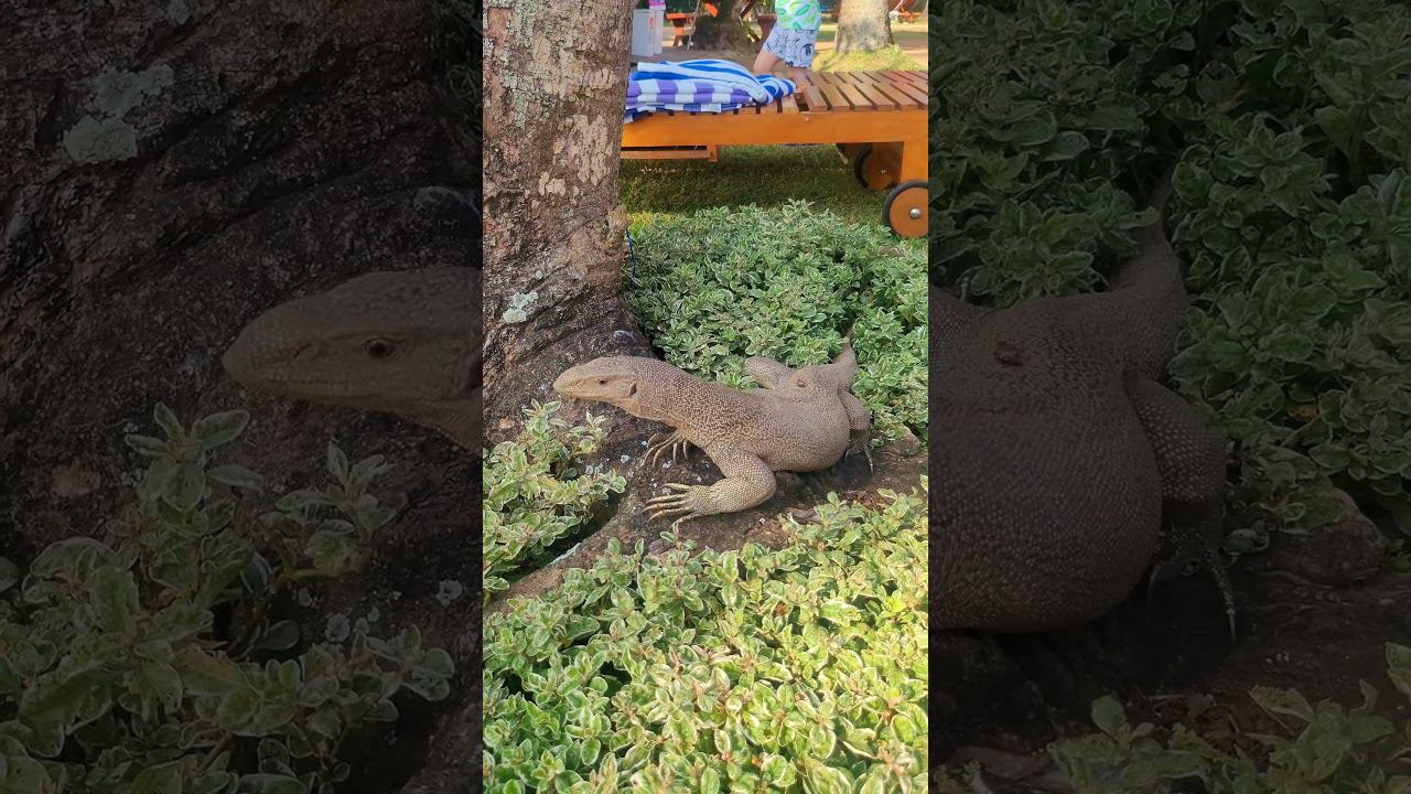 Варан, Хиккадува смотреть онлайн