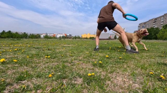 Вега Питбуль—Лишна⭐️?