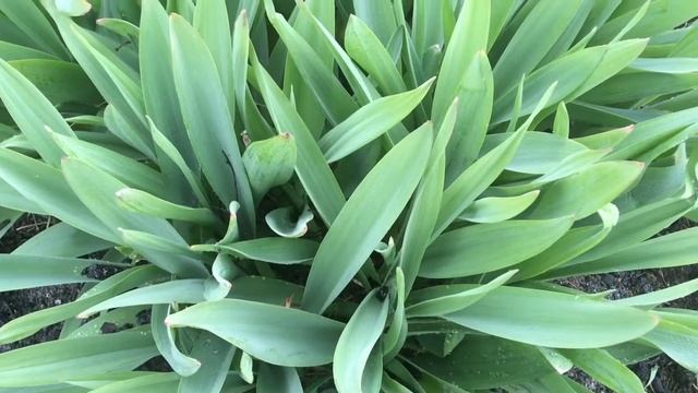 Декоративный ЛУК / Уборка семян / Почему плохо цвёл в этом году? смотреть онлайн