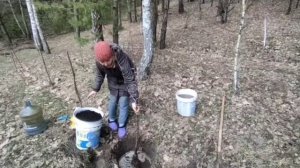 Посадка яблони сорта  Белый налив #domvlesy #sarafinas #белый налив #яблоня #весна #посадка #дача