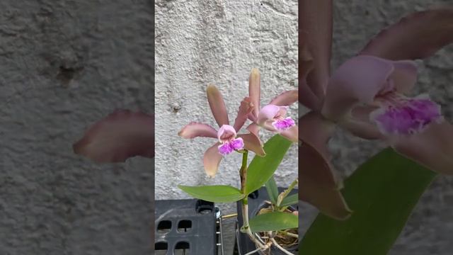Cattleya sp смотреть онлайн