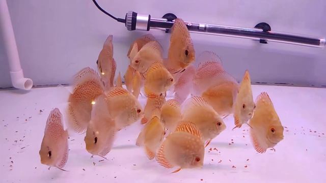 yellow checkerboard and eruption discus fish смотреть онлайн