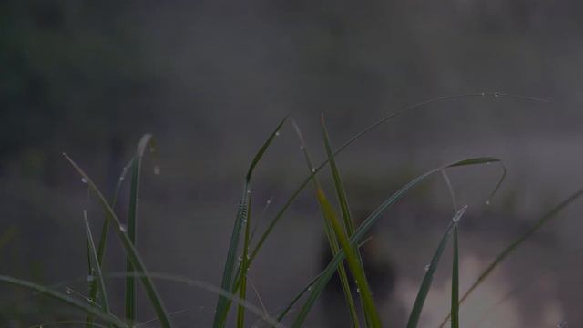 Река Таловая, Пруд, Восход. Fujifilm X-T30 video test смотреть онлайн