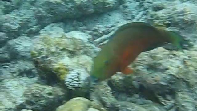 Плавающий попугай. Мальдивы смотреть онлайн