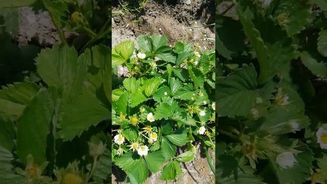 Клубника сорт "Азия"? Второй год?Результат на 100%? смотреть онлайн