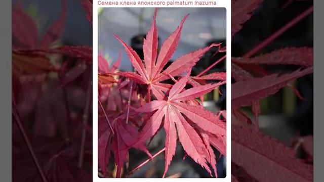 Семена клена японского palmatum Inazuma купить продажа смотреть онлайн
