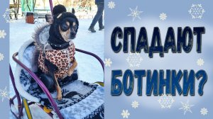 Что делать если с собаки спадают ботинки?