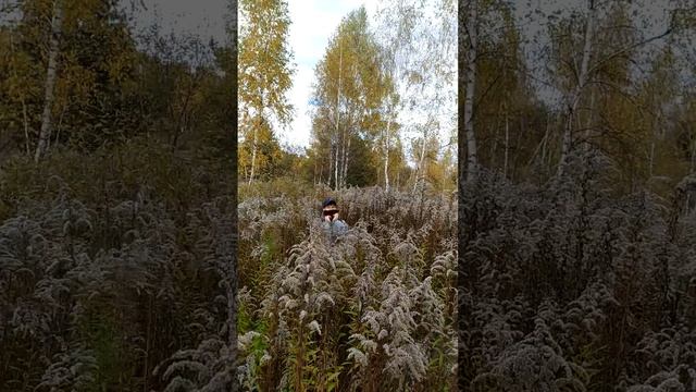 Золотарник канадский ядовитый. смотреть онлайн