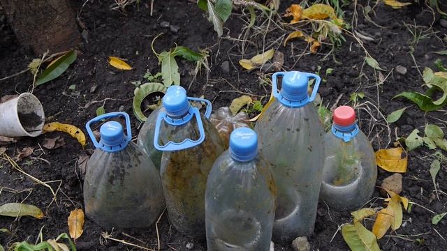 Размножение хвойных растений (Вступление) смотреть онлайн