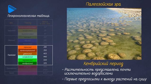 6 класс - Биология - Развитие растительного мира смотреть онлайн