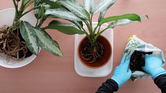 【アグラオネマ】パタヤビューティーの増やし方〜株分け編〜｜Aglaonema 'Pattaya Beauty'｜観葉植物 смотреть онлайн