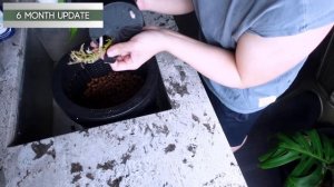 Monstera Burle Marx Flame 💚 1 YEAR LATER | My Experience, Care Guide, Grown in LECA, Updates, How T