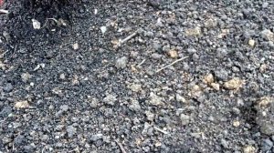 ПОСАДКА КУКУРУЗЫ И ГОРОХА#кукуруза#горох#посадка#посадкакукурузы#посадкагороха#огород#сад#