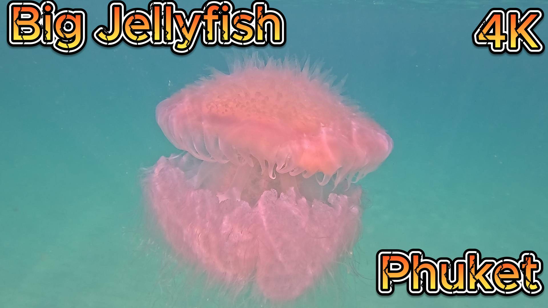 Огромная медуза