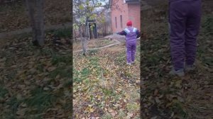 Опрыскиваем садовые деревья от вредителей с помощью Кёрхера