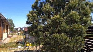 Очередная обрезка сосны. Как? Когда? Зачем?