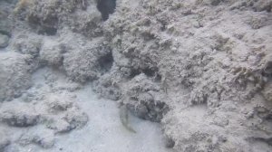 Рыбы Красного моря, Иглобрюх острорылый жемчужный, Canthigaster margaritata, fish in red sea Egypt.