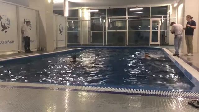 Центр плавания с дельфинами уникальны эмоции. смотреть онлайн
