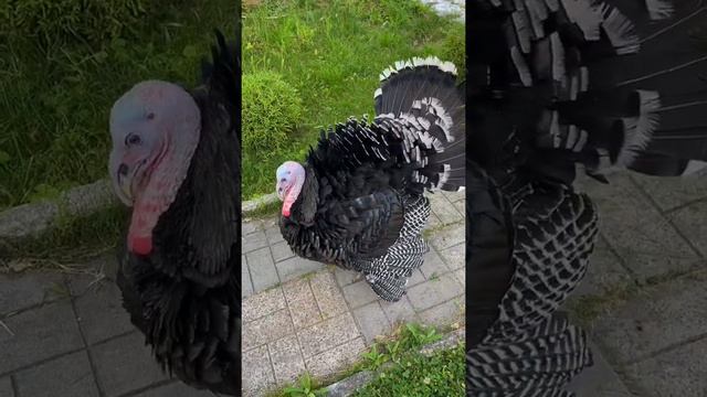 Индюки – моя любовь! ?  Держали таких? #птицеводство #индюк #смешныеживотные #poultry #turkey смотреть онлайн