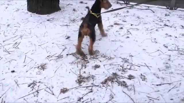 эрдельтерьер