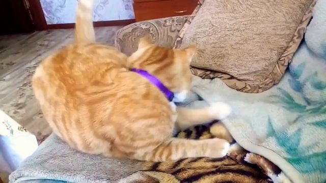 Кот Том играет !!!@♡♡♡☆☆☆ смотреть онлайн