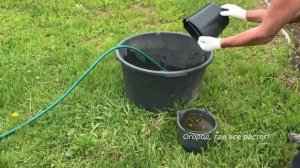 392. Клубника цветет! Срочно подкормите!