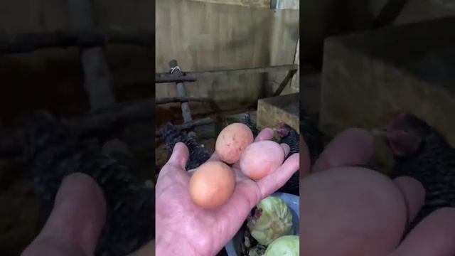 Чешский доминант,отвечаю на вопросы)) смотреть онлайн